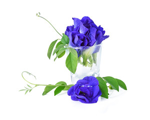 Butterfly Pea isolated on white background