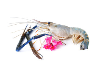 Raw prawns isolated on white background