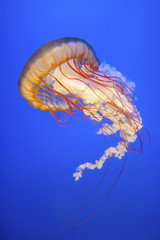 Obraz premium Orange jellyfish (Chrysaora fuscescens or Pacific sea nettle) in