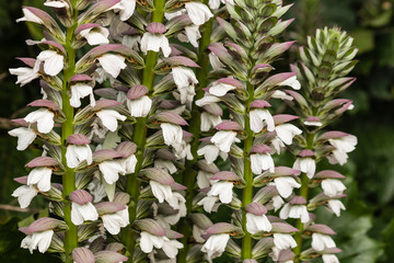detail of acanthus plant  flowers