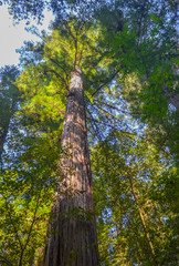 Fototapeta premium Giant redwood trees in Redwood national park, California