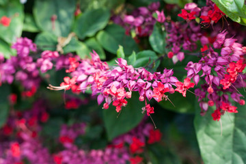 beautiful pink flowers in springtime