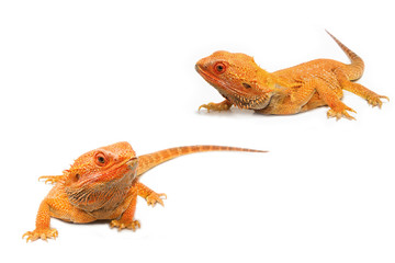 Naklejka premium bearded dragon (pogona vitticeps)