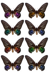 Set of butterflies, isolated on a white background