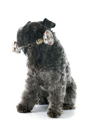 kerry blue terrier