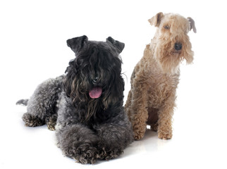 kerry blue  and lakeland terrier
