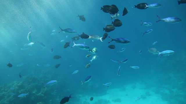 Fish swimming through sun beams of the Red Sea