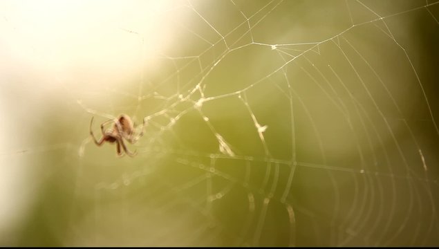 Halloween Scary Spiderweb