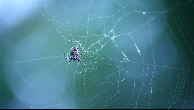 Halloween Scary Spiderweb