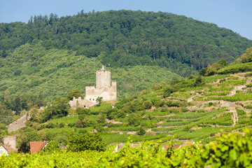 Fototapeta na wymiar castle Kaysersberg with vineyard, Alsace, France