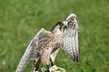 big Peregrine Falcon with outstretched wings ready for flight