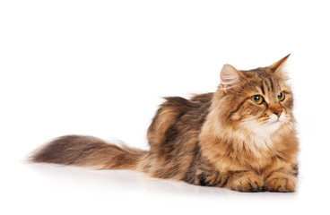 Siberian cat