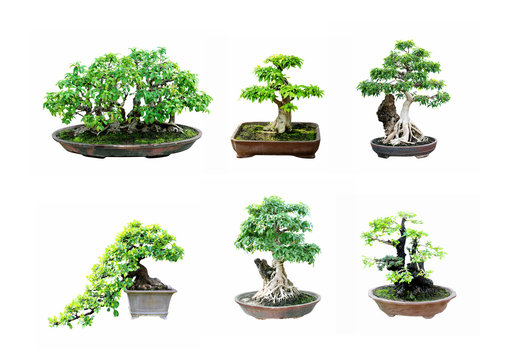Bonsai tree isolated on a white background