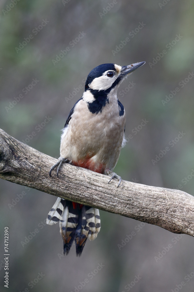 Canvas Prints Great-spotted woodpecker, Dendrocopos major