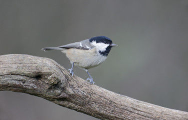 Coal tit, Parus ater