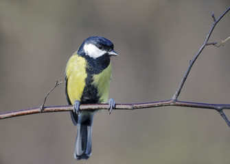 Obraz premium Great tit, Parus major