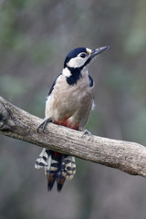 Fototapeta premium Great-spotted woodpecker, Dendrocopos major