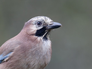 Jay, Garrulus glandarius