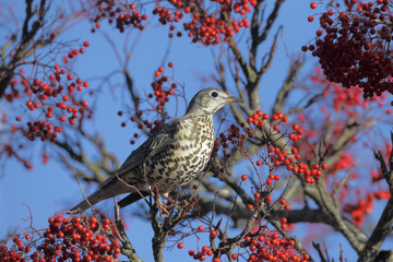Mistle thrush, Turdus viscivorus