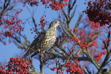 Mistle thrush, Turdus viscivorus