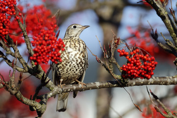 Mistle thrush, Turdus viscivorus