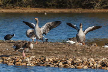 Ánsares Comunes. Anser anser. Focha Común. Fulica atra.