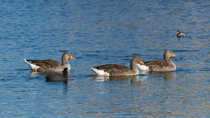 Ánsares Comunes. Anser anser. Focha Común. Fulica atra.