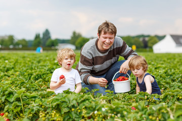 father and two little boys on organic strawberry farm