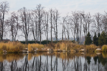 autumn trees in the pond in the park
