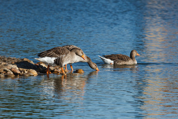 Ánsares Comunes. Anser anser. Lagunas de Villafáfila, Zamora.