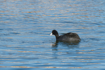 Focha Común. Fulica atra. Lagunas Villafáfila, Zamora.