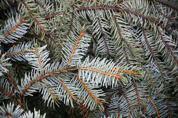 Naklejka na ściany i meble Spruce branches, natural closeup photo background