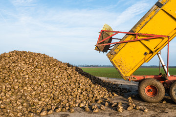 Dumping of sugar beets on a heap