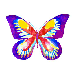 butterfly344