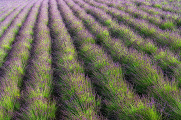 Rows of lavender stretching for miles