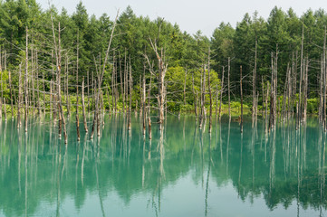 Blue Pond in national park taken during summer. Biei, Japan.