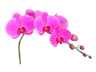 Orchid flowers isolated on white background.