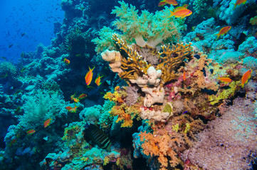Naklejka na ściany i meble Colorful underwater reef with coral and sponges