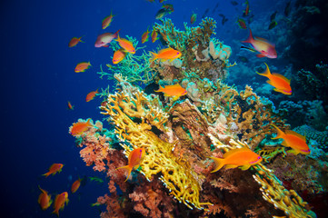 Naklejka na ściany i meble Tropical Anthias fish with net fire corals