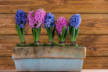 Fresh spring Hyacinth in ceramic pot