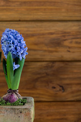 Fresh spring Hyacinth in ceramic pot