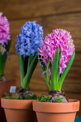 Group of fresh bulb spring flowers in ceramic pot
