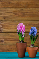 Spring bulb flowers on wooden background