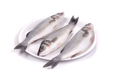 Three fresh seabass fish on plate.