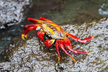 Sally Lightfoot Crab in Galapagos island