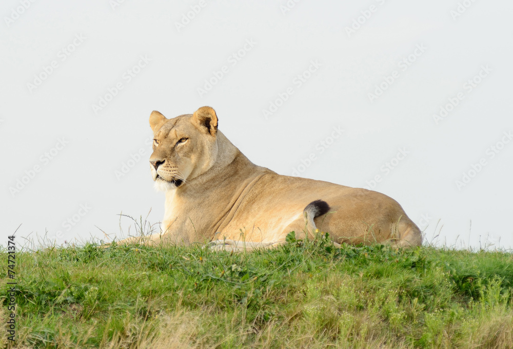 Poster lioness watching