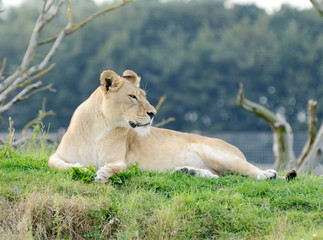 Fototapeta na wymiar Lioness Looking