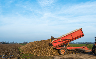 Dumping of sugar beets on a heap