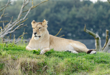 Lioness Alert