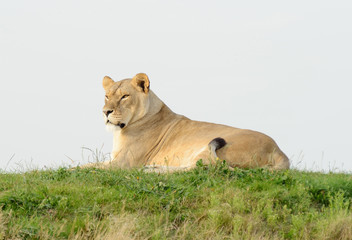 Lioness Watching